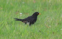 Eurasian Blackbird